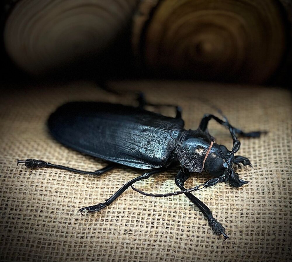 🔥現貨🔥泰坦大天牛模型 涅槃工作室 甲蟲 昆蟲 天牛 擬真模型 擺飾 磁鐵 涅盤-圖片-1