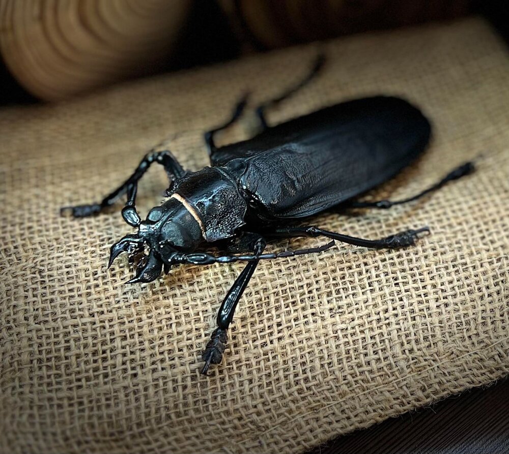 🔥現貨🔥泰坦大天牛模型 涅槃工作室 甲蟲 昆蟲 天牛 擬真模型 擺飾 磁鐵 涅盤-圖片-2