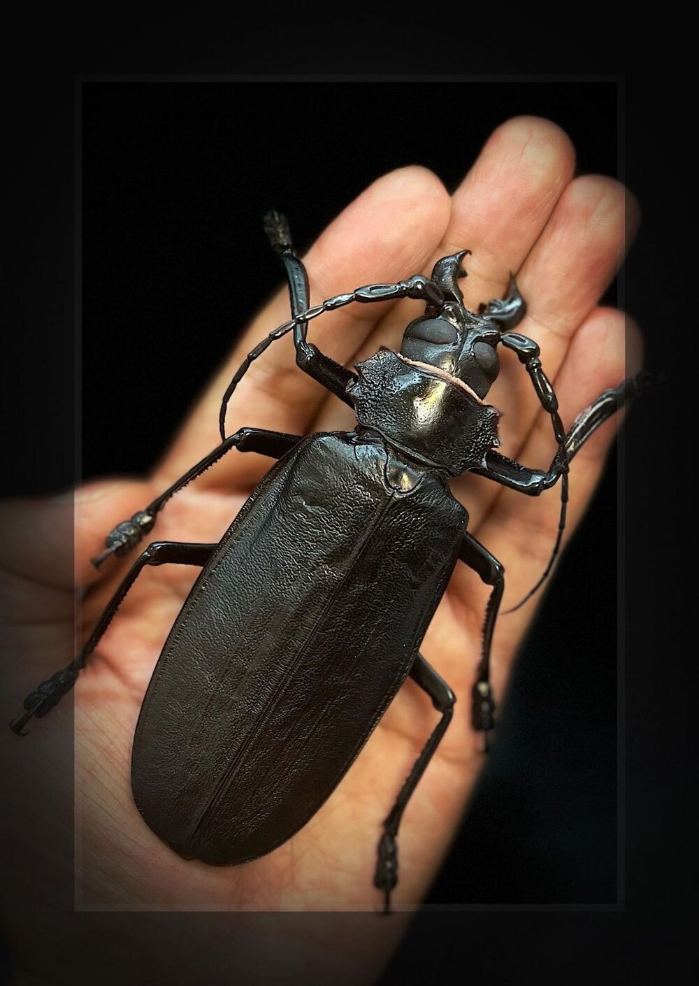 🔥現貨🔥泰坦大天牛模型 涅槃工作室 甲蟲 昆蟲 天牛 擬真模型 擺飾 磁鐵 涅盤-圖片-3