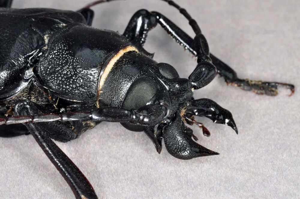 🔥現貨🔥泰坦大天牛模型 涅槃工作室 甲蟲 昆蟲 天牛 擬真模型 擺飾 磁鐵 涅盤-圖片-5