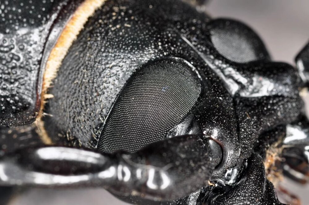 🔥現貨🔥泰坦大天牛模型 涅槃工作室 甲蟲 昆蟲 天牛 擬真模型 擺飾 磁鐵 涅盤-圖片-6