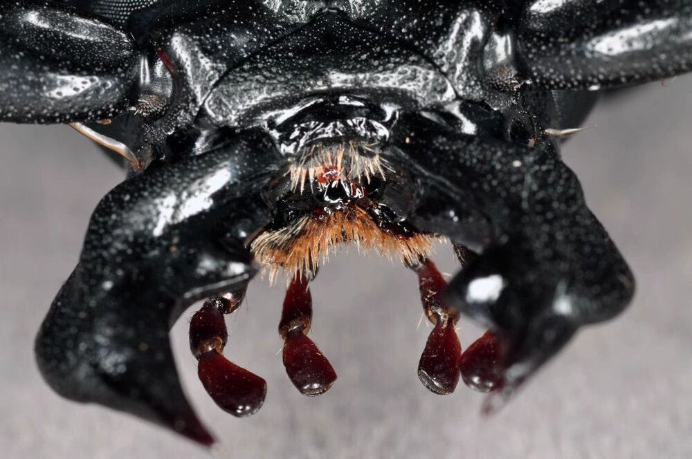 🔥現貨🔥泰坦大天牛模型 涅槃工作室 甲蟲 昆蟲 天牛 擬真模型 擺飾 磁鐵 涅盤-圖片-7