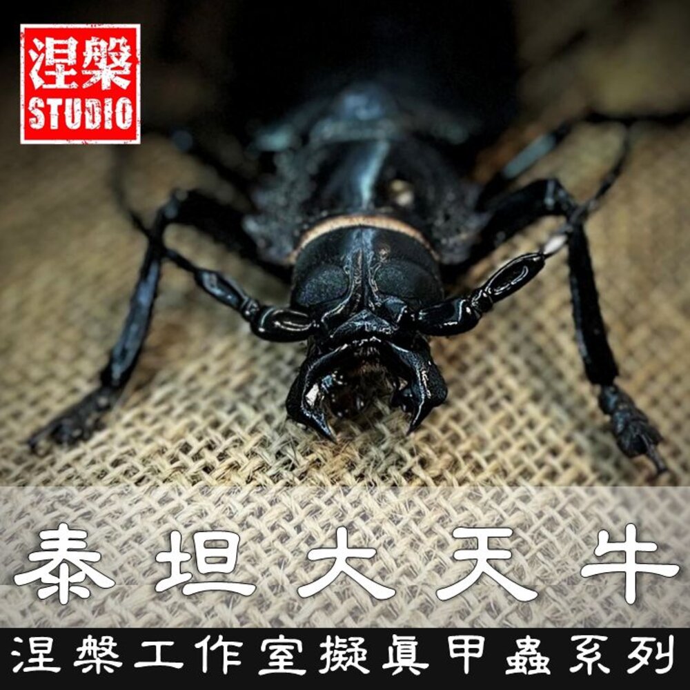 🔥現貨🔥泰坦大天牛模型涅槃工作室甲蟲昆蟲天牛擬真模型擺飾磁鐵涅盤
