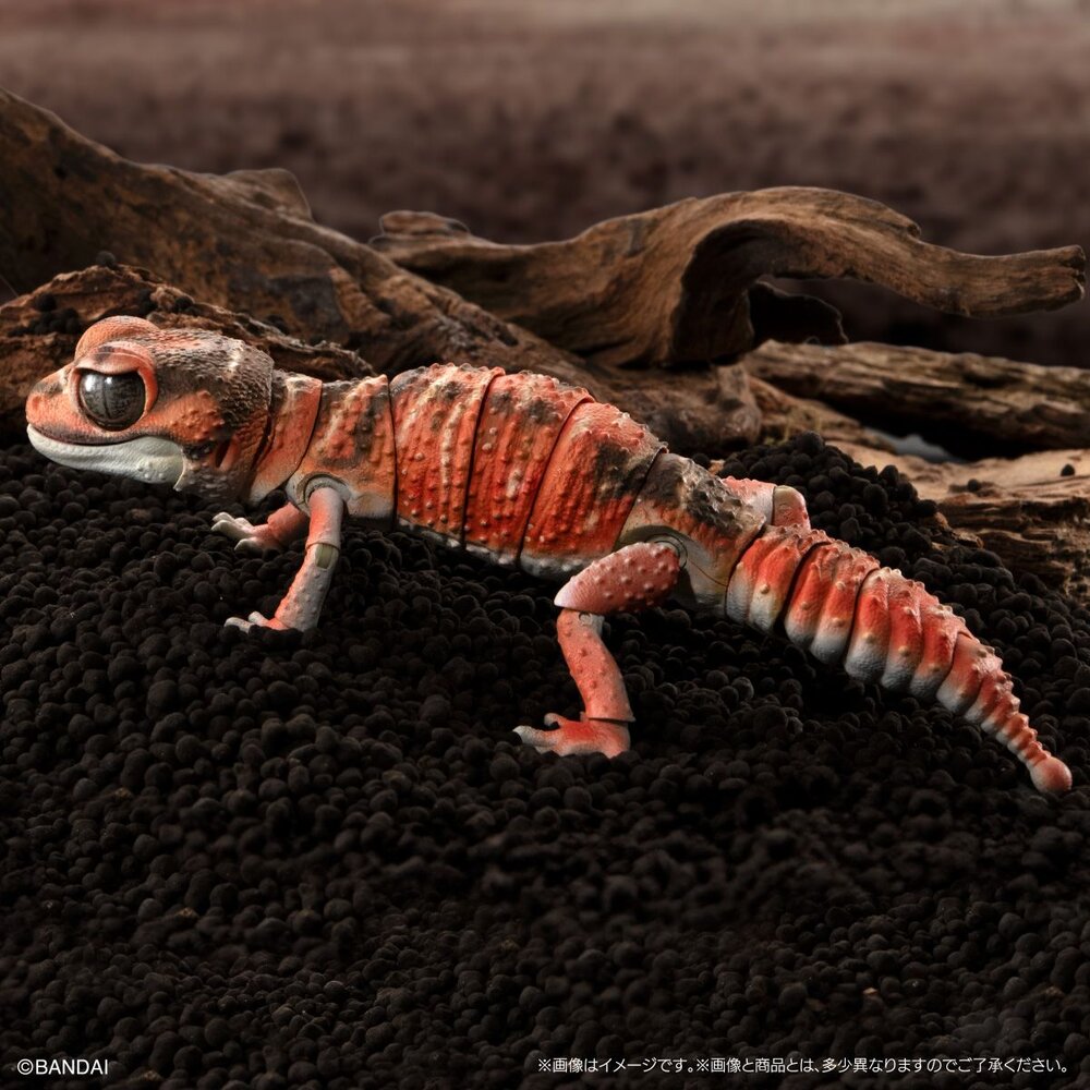🔥現貨🔥生物大圖鑑 進擊 細皮瘤尾守宮 萬代 扭蛋 轉蛋 Advance 守宮 壁虎 蜥蜴-圖片-1