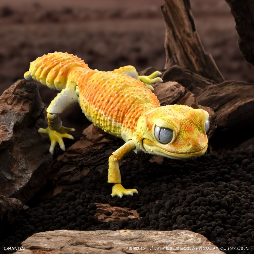 🔥現貨🔥生物大圖鑑 進擊 細皮瘤尾守宮 萬代 扭蛋 轉蛋 Advance 守宮 壁虎 蜥蜴-圖片-2