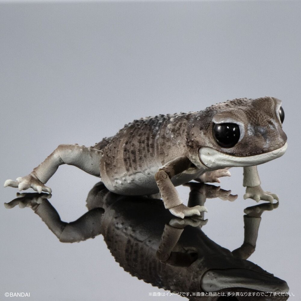 🔥現貨🔥生物大圖鑑 進擊 細皮瘤尾守宮 萬代 扭蛋 轉蛋 Advance 守宮 壁虎 蜥蜴-圖片-4