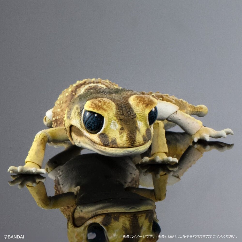 🔥現貨🔥生物大圖鑑 進擊 細皮瘤尾守宮 萬代 扭蛋 轉蛋 Advance 守宮 壁虎 蜥蜴-圖片-5