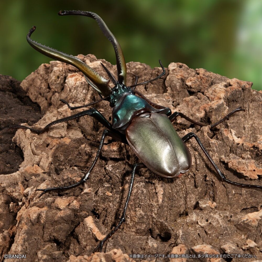🔥現貨🔥生物大圖鑑 鍬形蟲08 萬代 扭蛋 轉蛋 甲蟲 昆蟲 巴拉望 牛頭扁 智利長牙 泰國黃金鹿角 阿拉蓋瑞-圖片-1