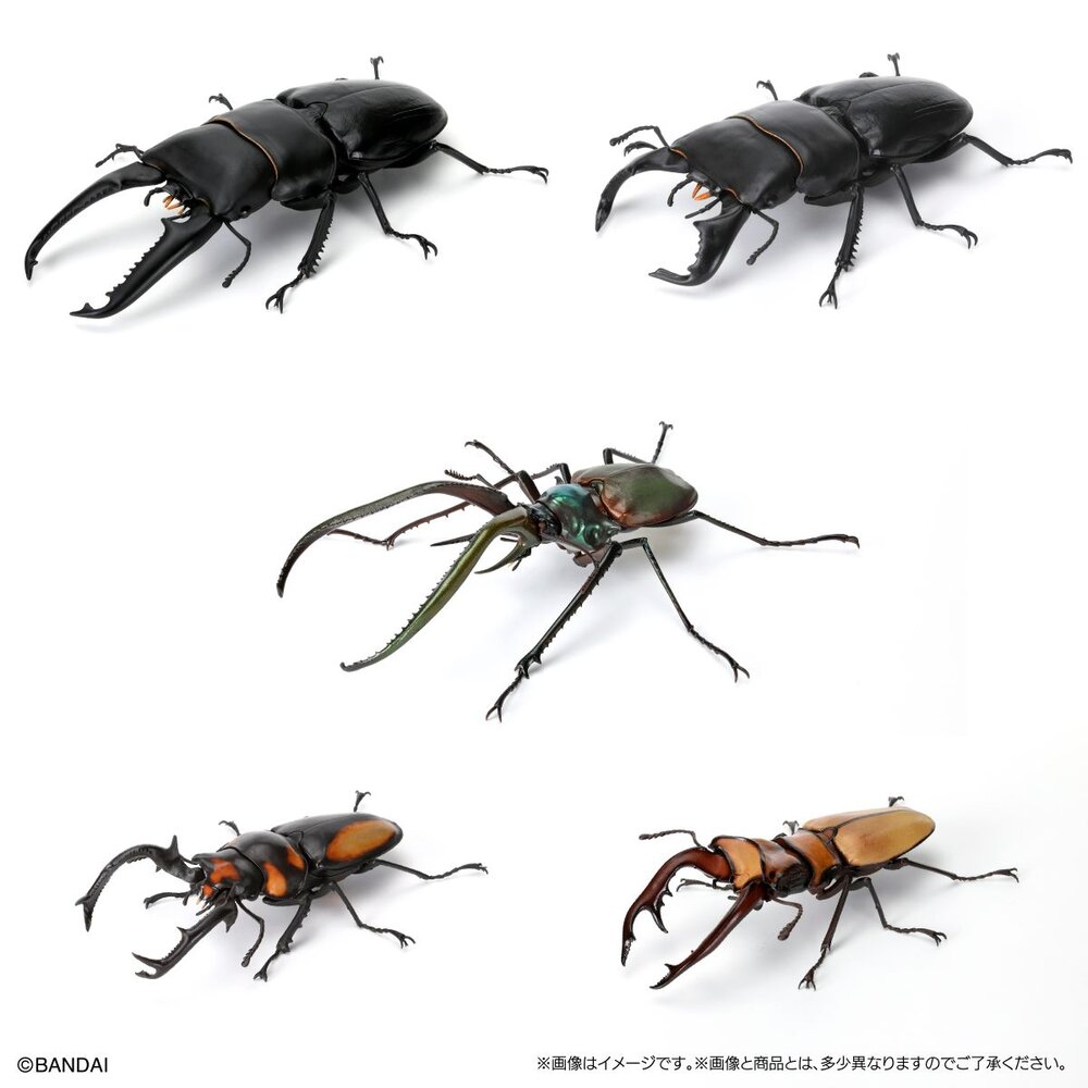 🔥現貨🔥生物大圖鑑 鍬形蟲08 萬代 扭蛋 轉蛋 甲蟲 昆蟲 巴拉望 牛頭扁 智利長牙 泰國黃金鹿角 阿拉蓋瑞-圖片-2