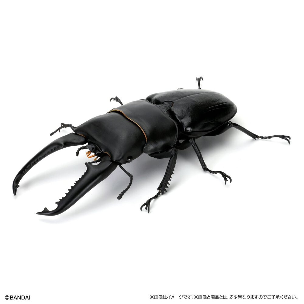 🔥現貨🔥生物大圖鑑 鍬形蟲08 萬代 扭蛋 轉蛋 甲蟲 昆蟲 巴拉望 牛頭扁 智利長牙 泰國黃金鹿角 阿拉蓋瑞-圖片-3