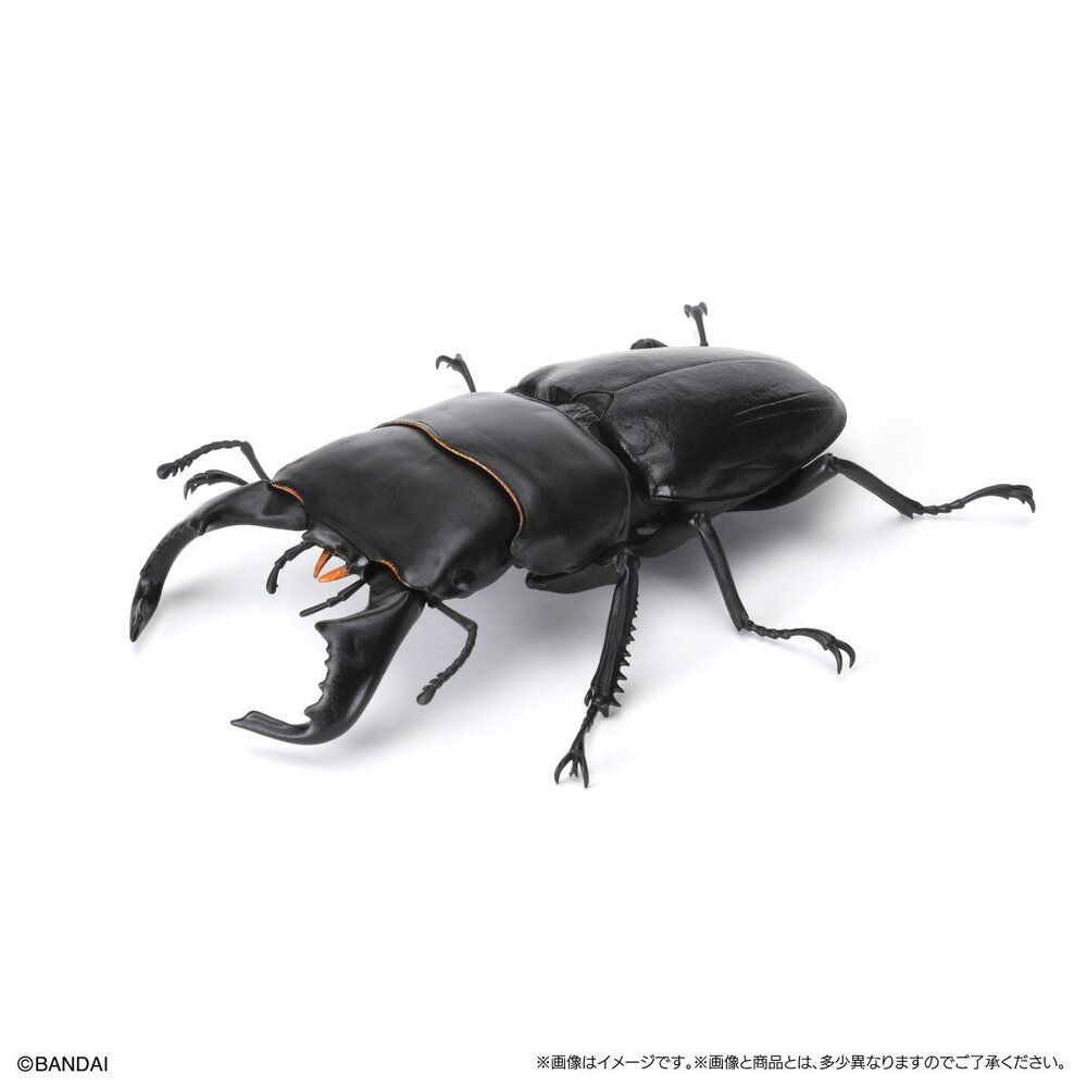 🔥現貨🔥生物大圖鑑 鍬形蟲08 萬代 扭蛋 轉蛋 甲蟲 昆蟲 巴拉望 牛頭扁 智利長牙 泰國黃金鹿角 阿拉蓋瑞-圖片-4