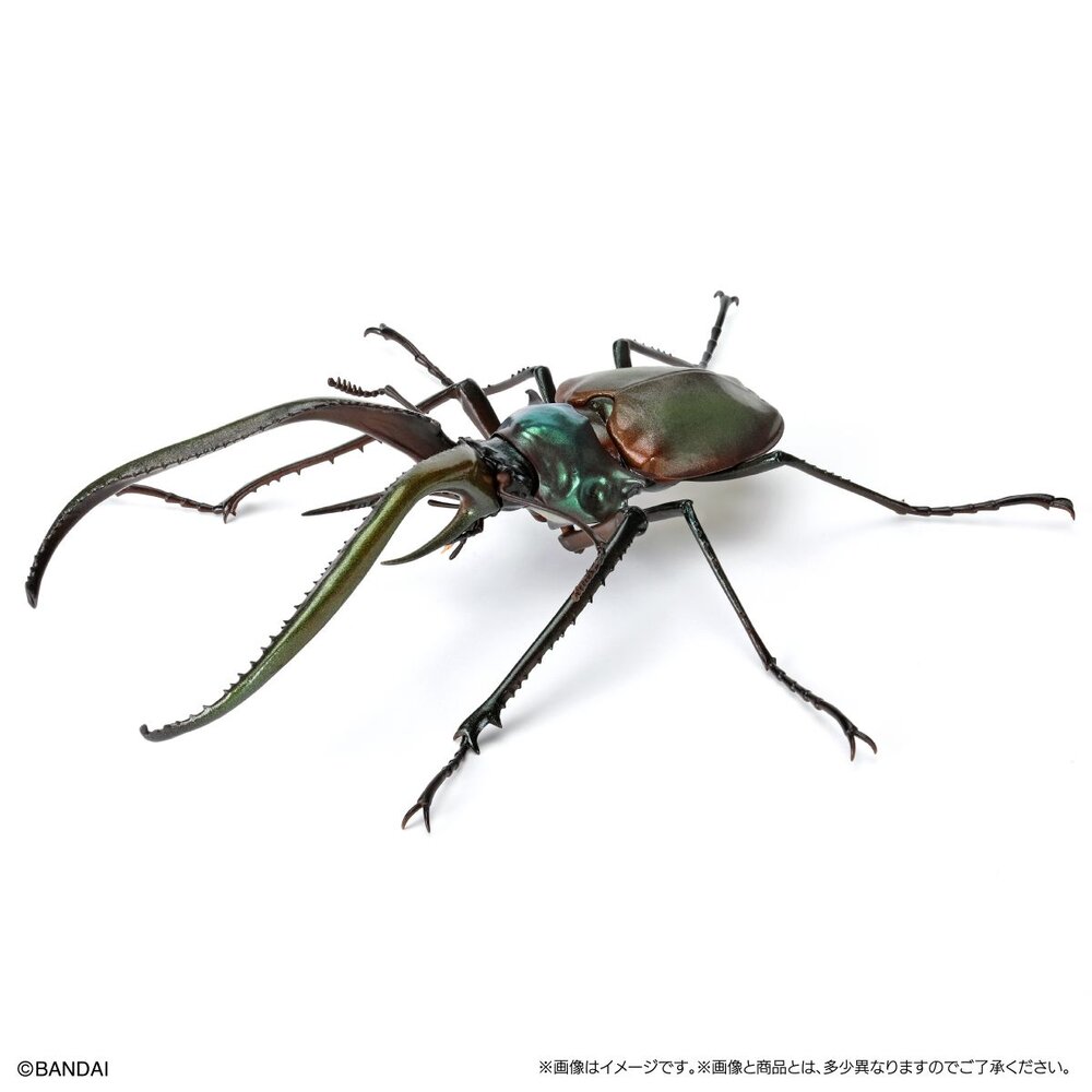 🔥現貨🔥生物大圖鑑 鍬形蟲08 萬代 扭蛋 轉蛋 甲蟲 昆蟲 巴拉望 牛頭扁 智利長牙 泰國黃金鹿角 阿拉蓋瑞-圖片-5