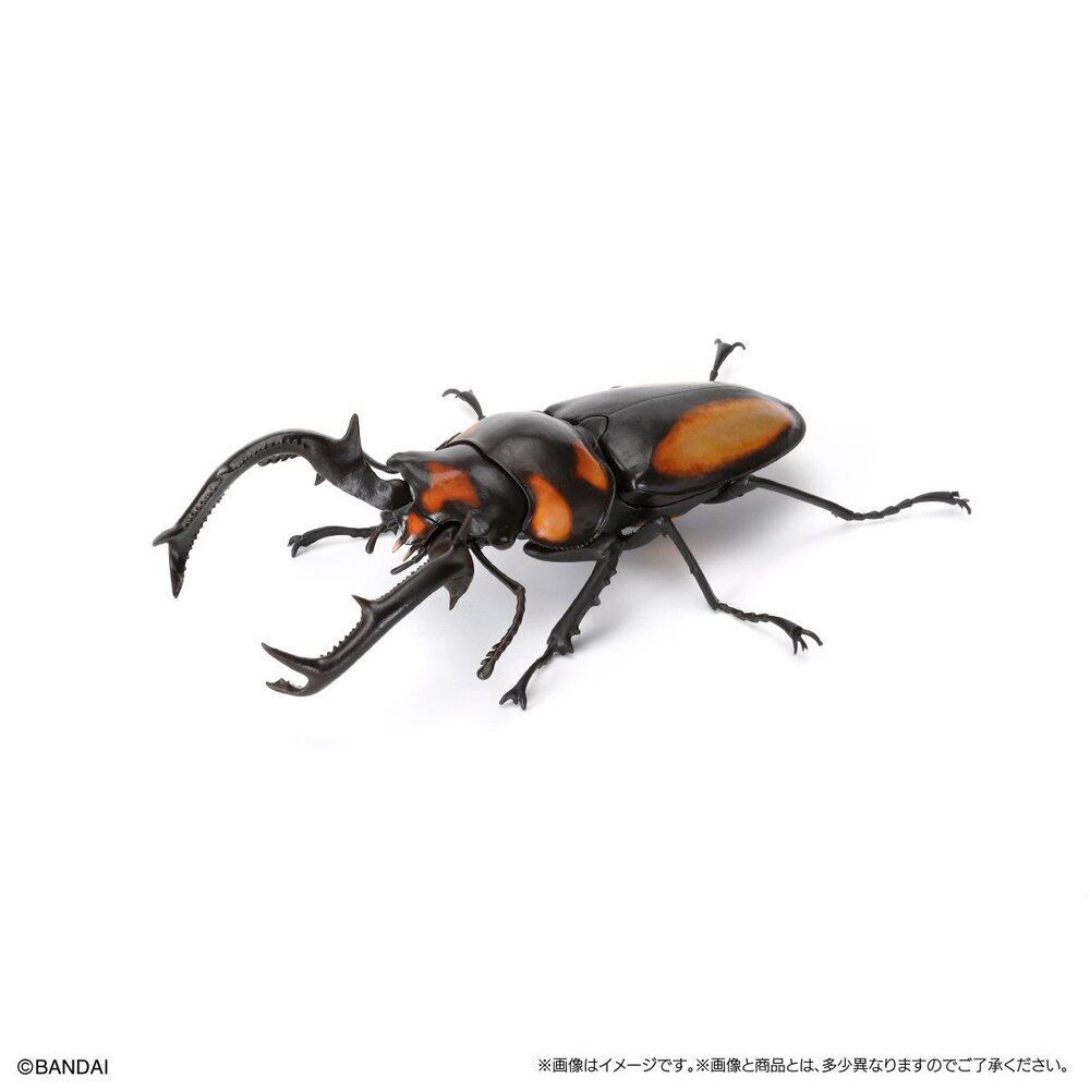 🔥現貨🔥生物大圖鑑 鍬形蟲08 萬代 扭蛋 轉蛋 甲蟲 昆蟲 巴拉望 牛頭扁 智利長牙 泰國黃金鹿角 阿拉蓋瑞-圖片-6