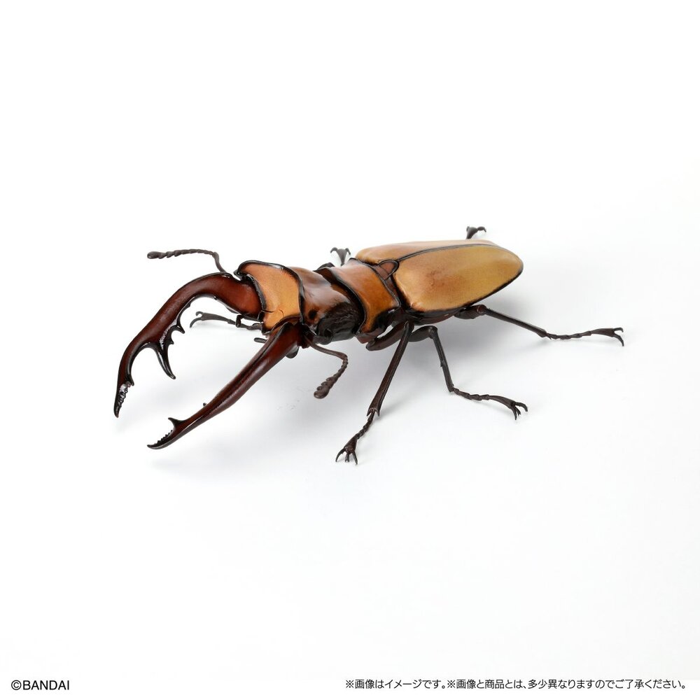 🔥現貨🔥生物大圖鑑 鍬形蟲08 萬代 扭蛋 轉蛋 甲蟲 昆蟲 巴拉望 牛頭扁 智利長牙 泰國黃金鹿角 阿拉蓋瑞-圖片-7