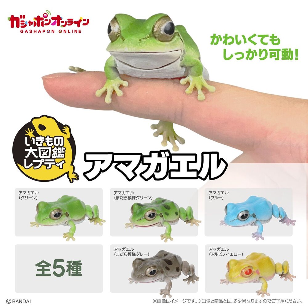🔥現貨🔥生物大圖鑑 日本雨蛙 萬代 扭蛋 轉蛋 青蛙 樹蛙 黑斑 白化-圖片-1