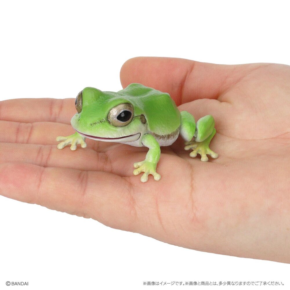 🔥現貨🔥生物大圖鑑 日本雨蛙 萬代 扭蛋 轉蛋 青蛙 樹蛙 黑斑 白化-圖片-3