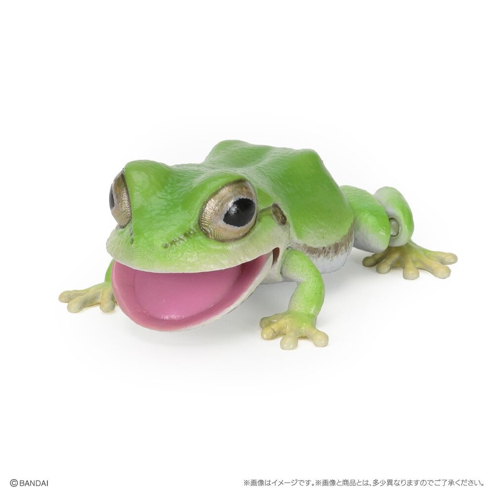 🔥現貨🔥生物大圖鑑 日本雨蛙 萬代 扭蛋 轉蛋 青蛙 樹蛙 黑斑 白化-圖片-4