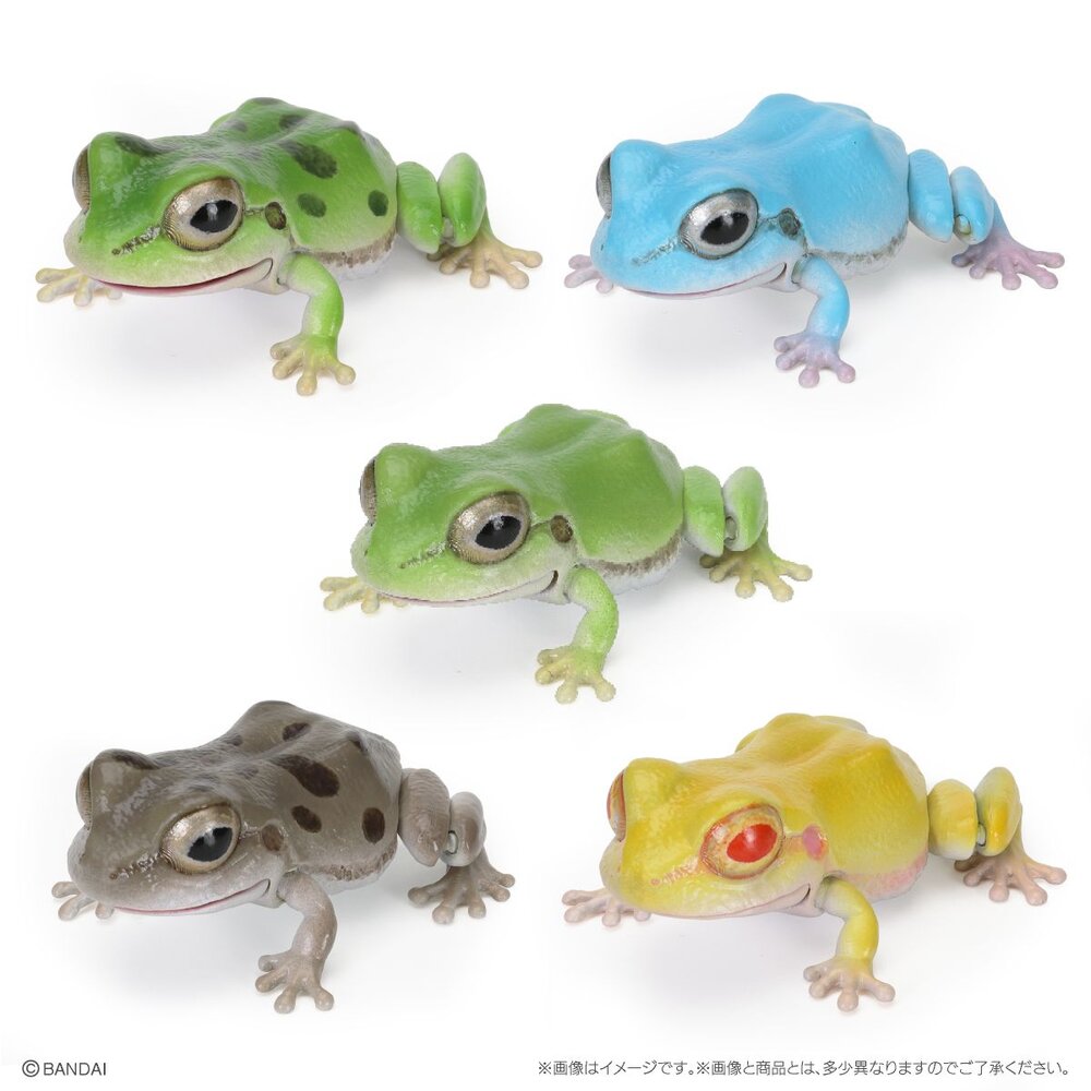 🔥現貨🔥生物大圖鑑 日本雨蛙 萬代 扭蛋 轉蛋 青蛙 樹蛙 黑斑 白化-圖片-7