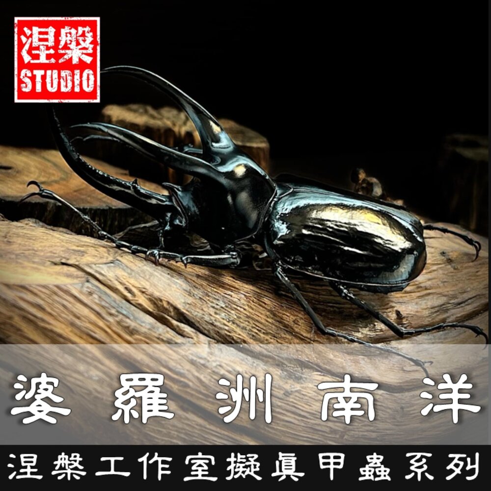 🔥現貨🔥婆羅洲南洋大兜蟲模型 涅槃工作室 南洋大兜蟲 甲蟲 昆蟲 兜蟲 CM 擬真模型 擺飾 磁鐵 涅盤-圖片-1
