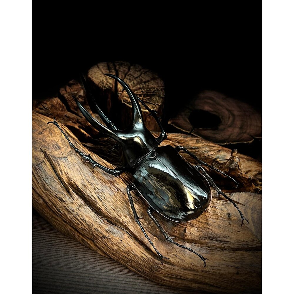 🔥現貨🔥婆羅洲南洋大兜蟲模型 涅槃工作室 南洋大兜蟲 甲蟲 昆蟲 兜蟲 CM 擬真模型 擺飾 磁鐵 涅盤-圖片-2