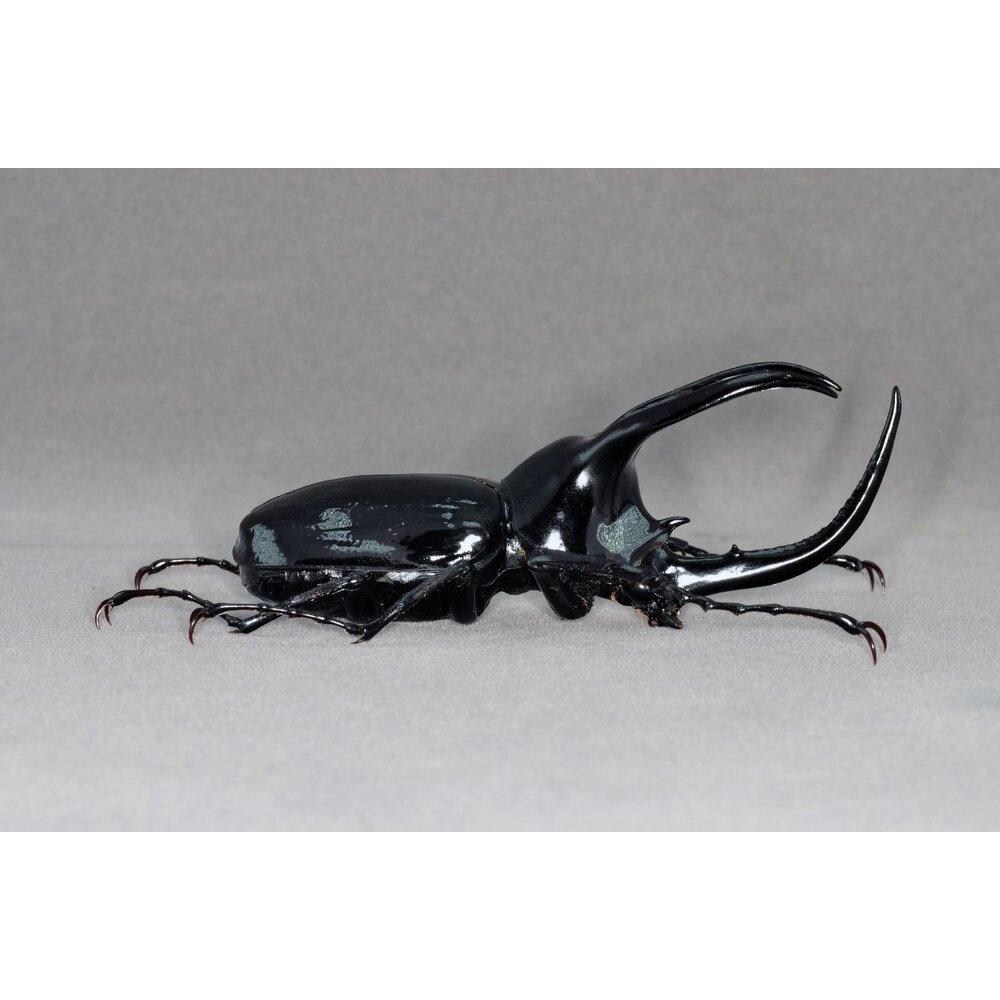 🔥現貨🔥婆羅洲南洋大兜蟲模型 涅槃工作室 南洋大兜蟲 甲蟲 昆蟲 兜蟲 CM 擬真模型 擺飾 磁鐵 涅盤-圖片-3