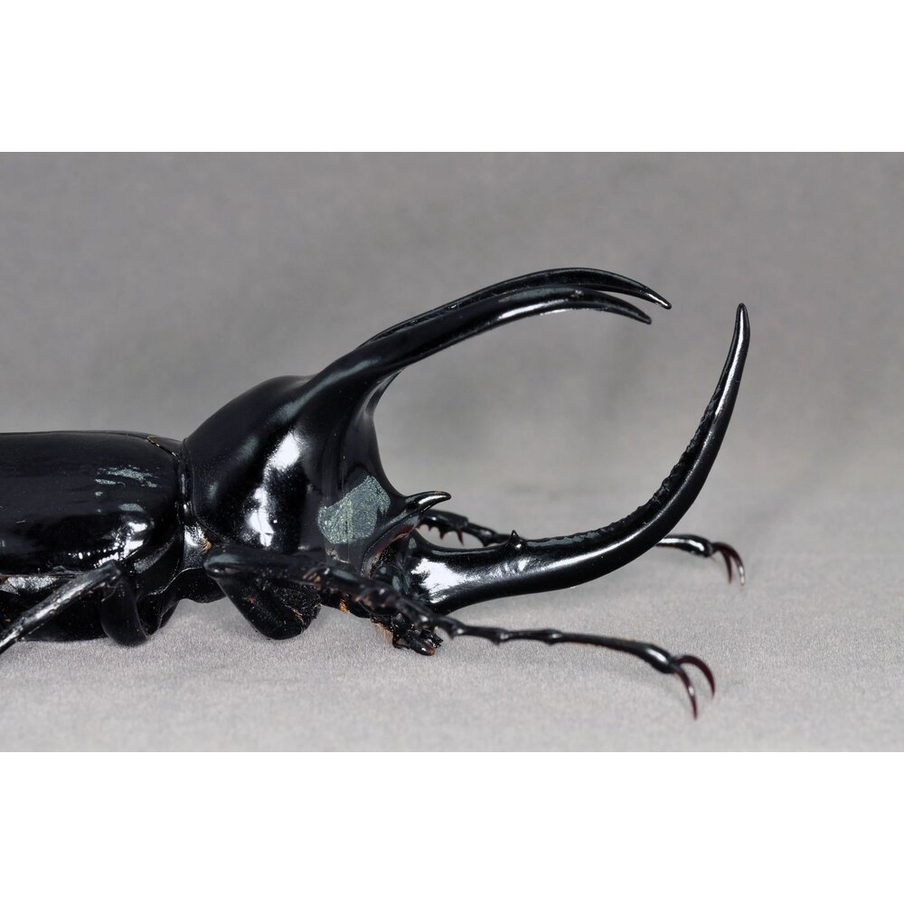 🔥現貨🔥婆羅洲南洋大兜蟲模型 涅槃工作室 南洋大兜蟲 甲蟲 昆蟲 兜蟲 CM 擬真模型 擺飾 磁鐵 涅盤-圖片-4