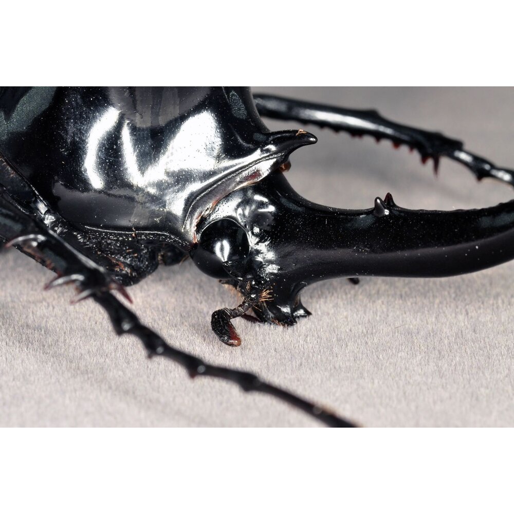 🔥現貨🔥婆羅洲南洋大兜蟲模型 涅槃工作室 南洋大兜蟲 甲蟲 昆蟲 兜蟲 CM 擬真模型 擺飾 磁鐵 涅盤-圖片-5