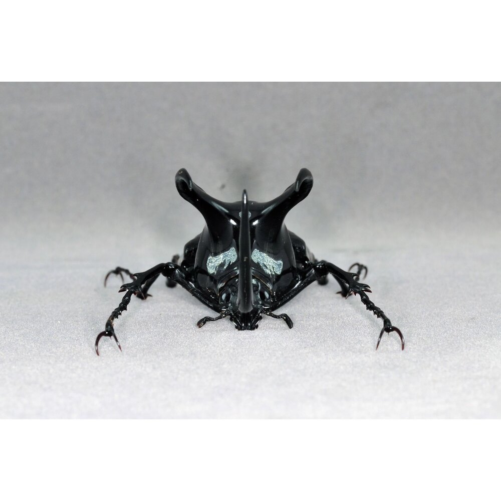 🔥現貨🔥婆羅洲南洋大兜蟲模型 涅槃工作室 南洋大兜蟲 甲蟲 昆蟲 兜蟲 CM 擬真模型 擺飾 磁鐵 涅盤-圖片-6