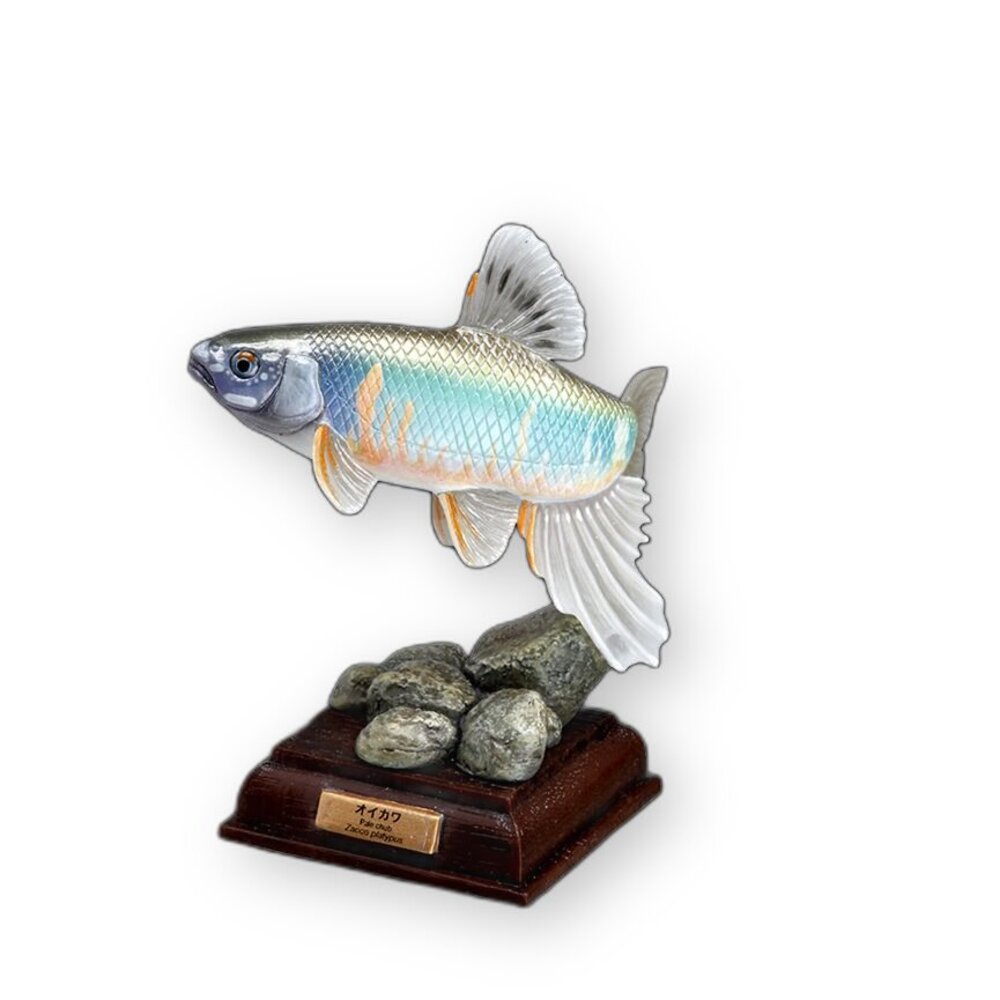 🔥現貨🔥NTC圖鑑 日本的清流 增補特裝版 IKIMON 扭蛋 轉蛋 魚 淡水魚 鱸魚 香魚 岩魚 山女鱒 平頜鱲 鈍頭-圖片-5