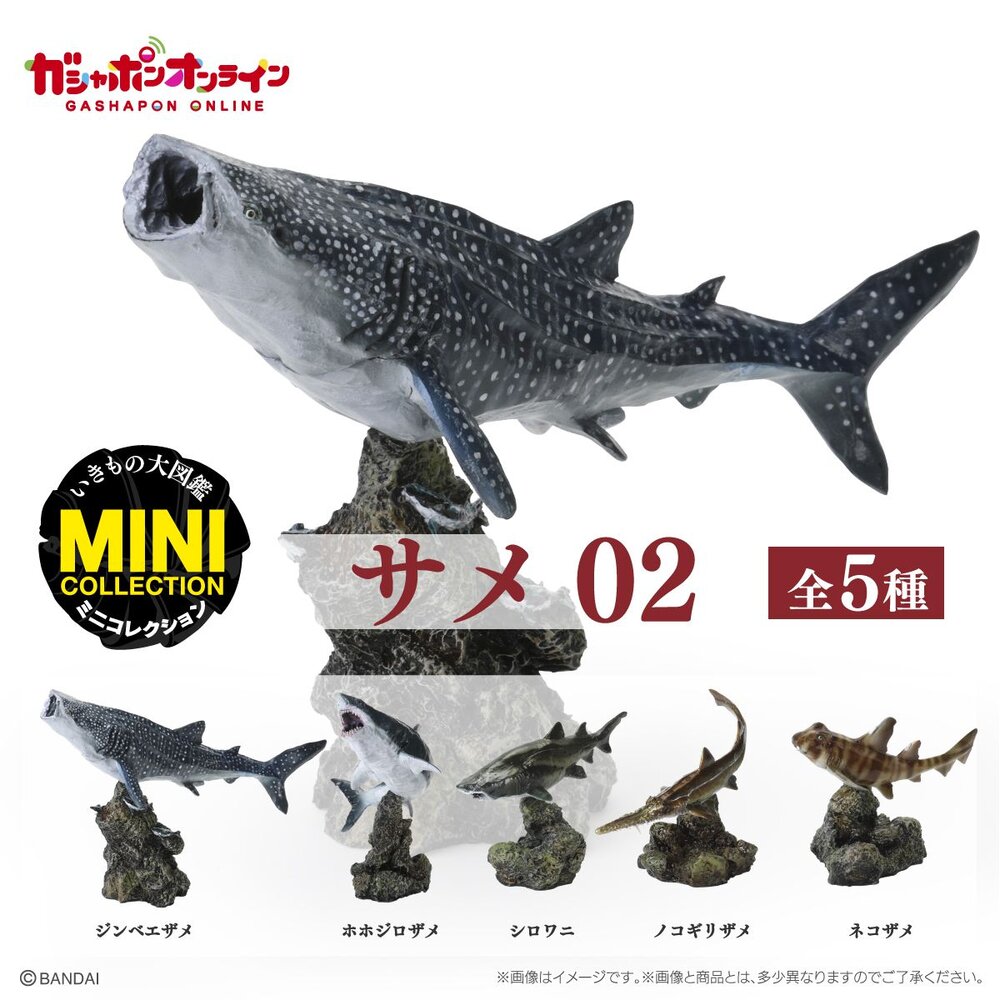 🔥現貨🔥生物大圖鑑 mini 鯊魚02 萬代 扭蛋 轉蛋 迷你 鯨鯊 大白鯊 沙虎鯊 鋸鯊 貓鯊-圖片-1