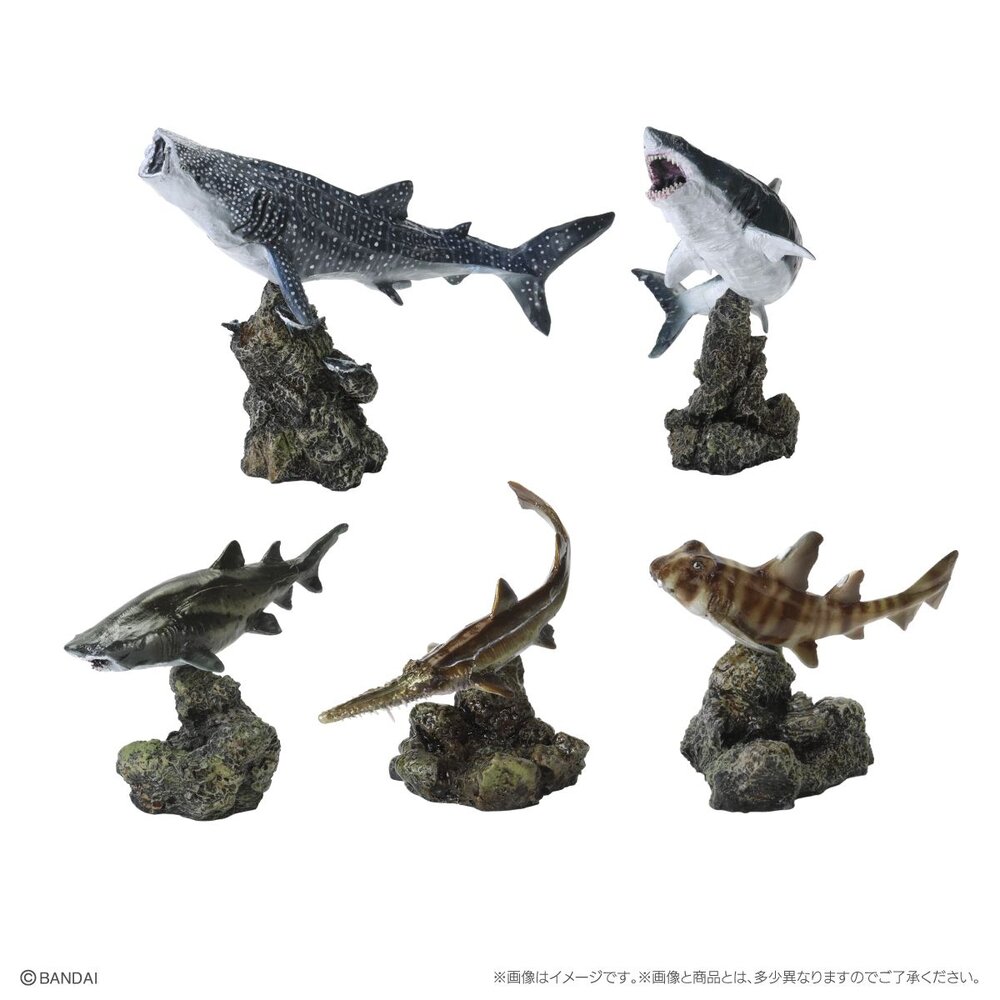 🔥現貨🔥生物大圖鑑 mini 鯊魚02 萬代 扭蛋 轉蛋 迷你 鯨鯊 大白鯊 沙虎鯊 鋸鯊 貓鯊-圖片-2