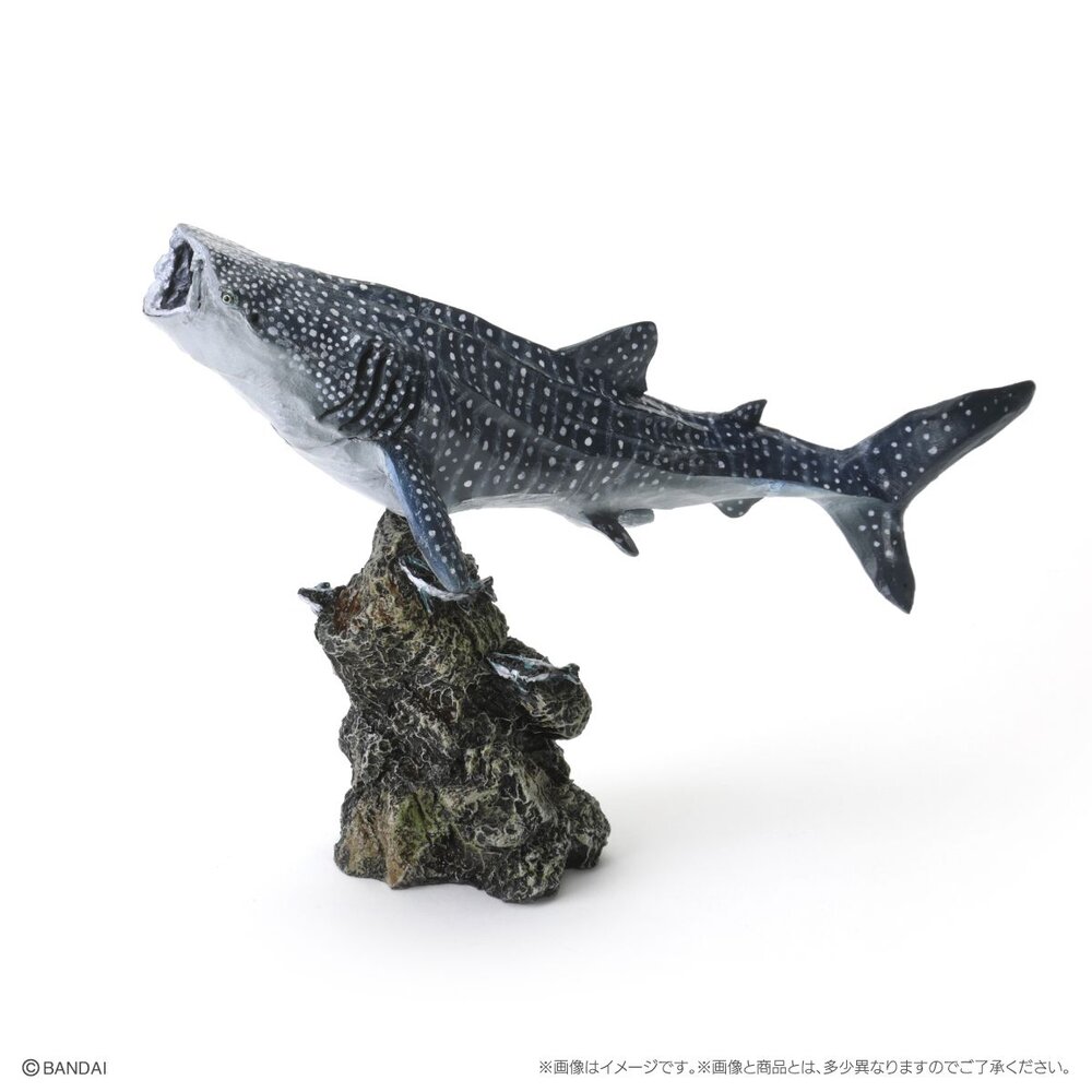 🔥現貨🔥生物大圖鑑 mini 鯊魚02 萬代 扭蛋 轉蛋 迷你 鯨鯊 大白鯊 沙虎鯊 鋸鯊 貓鯊-圖片-3