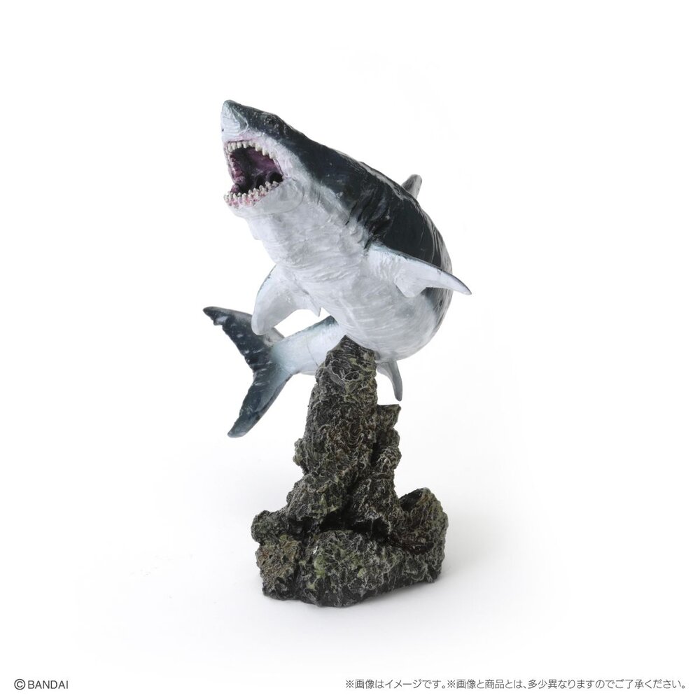 🔥現貨🔥生物大圖鑑 mini 鯊魚02 萬代 扭蛋 轉蛋 迷你 鯨鯊 大白鯊 沙虎鯊 鋸鯊 貓鯊-圖片-4