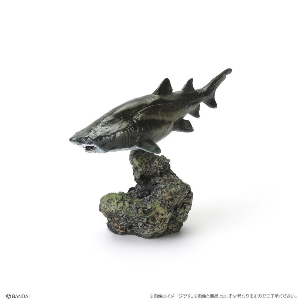 🔥現貨🔥生物大圖鑑 mini 鯊魚02 萬代 扭蛋 轉蛋 迷你 鯨鯊 大白鯊 沙虎鯊 鋸鯊 貓鯊-圖片-5