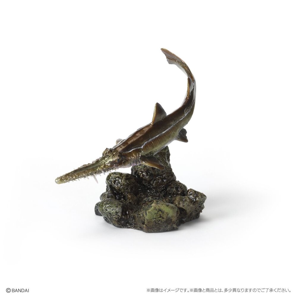 🔥現貨🔥生物大圖鑑 mini 鯊魚02 萬代 扭蛋 轉蛋 迷你 鯨鯊 大白鯊 沙虎鯊 鋸鯊 貓鯊-圖片-6