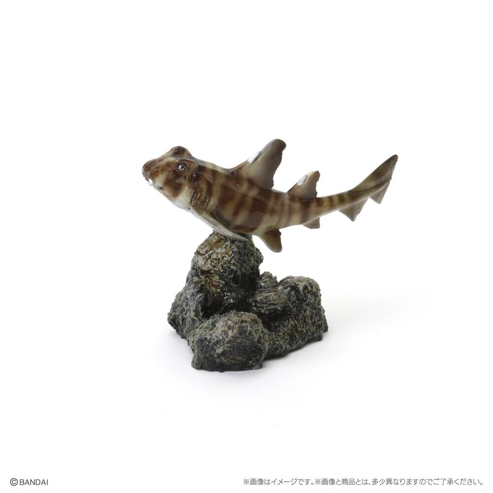 🔥現貨🔥生物大圖鑑 mini 鯊魚02 萬代 扭蛋 轉蛋 迷你 鯨鯊 大白鯊 沙虎鯊 鋸鯊 貓鯊-圖片-7