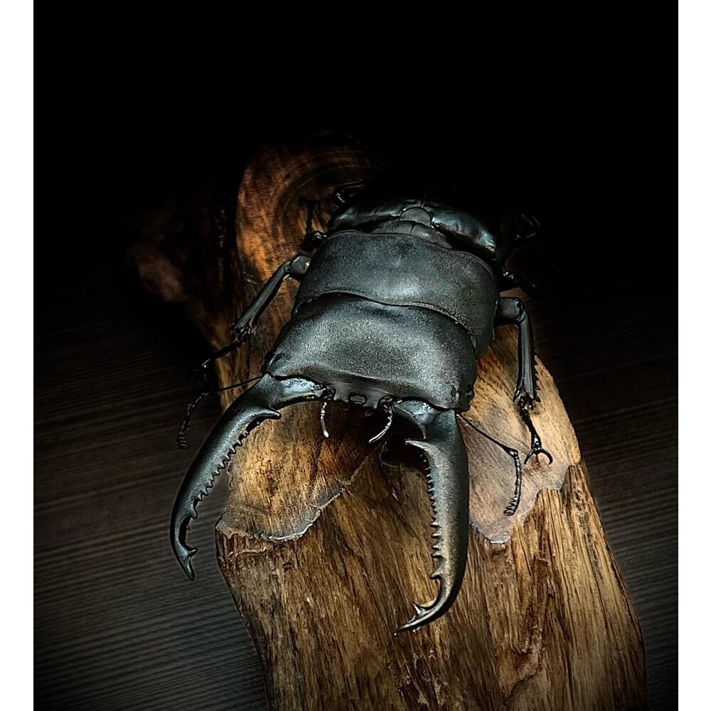 🔥現貨🔥巴拉望巨扁鍬形蟲模型 涅槃工作室 甲蟲 昆蟲 鍬形蟲 擬真模型 擺飾 磁鐵 涅盤-圖片-1