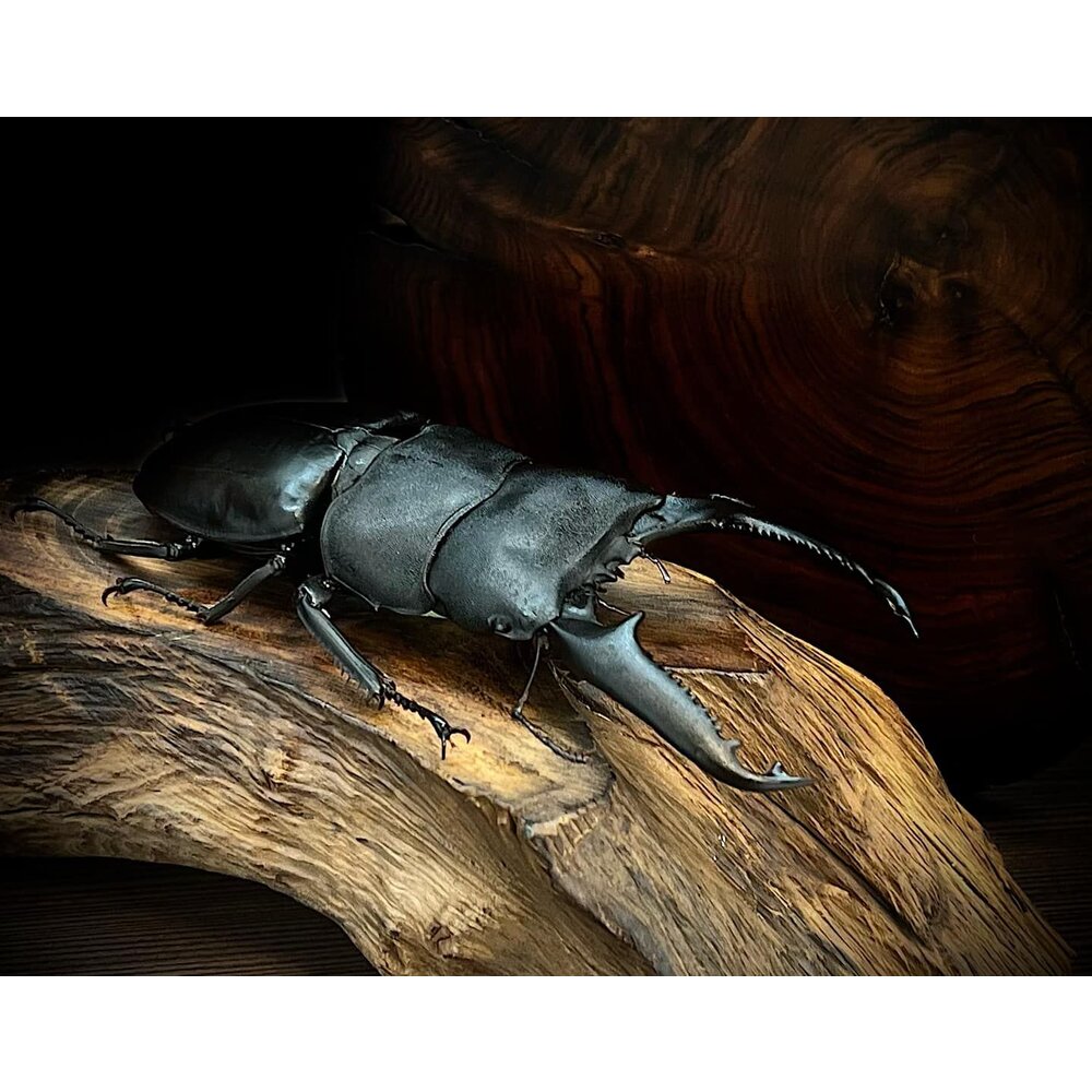 🔥現貨🔥巴拉望巨扁鍬形蟲模型 涅槃工作室 甲蟲 昆蟲 鍬形蟲 擬真模型 擺飾 磁鐵 涅盤-圖片-2