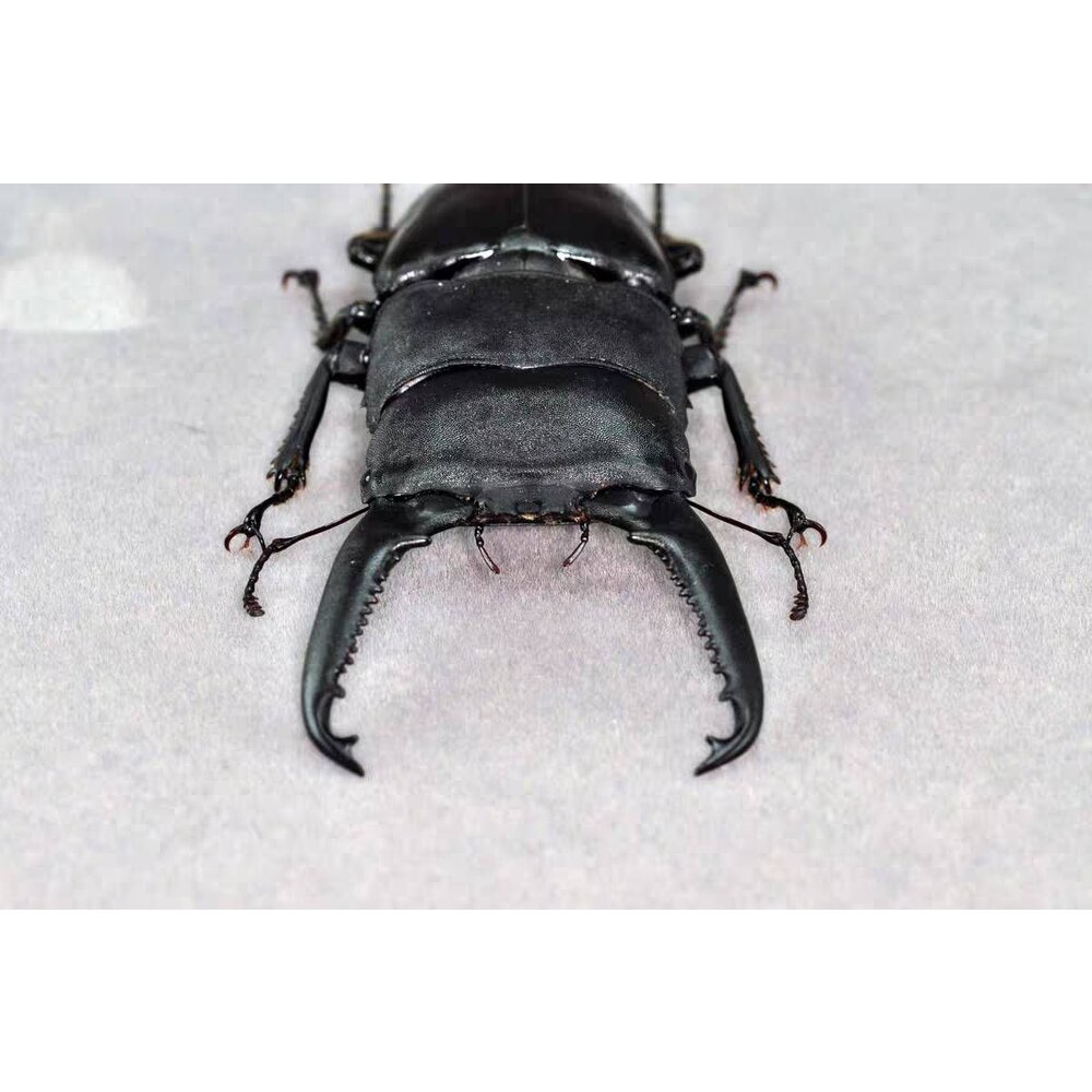 🔥現貨🔥巴拉望巨扁鍬形蟲模型 涅槃工作室 甲蟲 昆蟲 鍬形蟲 擬真模型 擺飾 磁鐵 涅盤-圖片-3