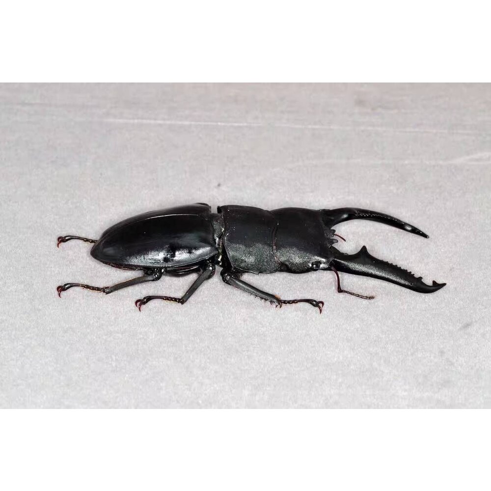 🔥現貨🔥巴拉望巨扁鍬形蟲模型 涅槃工作室 甲蟲 昆蟲 鍬形蟲 擬真模型 擺飾 磁鐵 涅盤-圖片-5