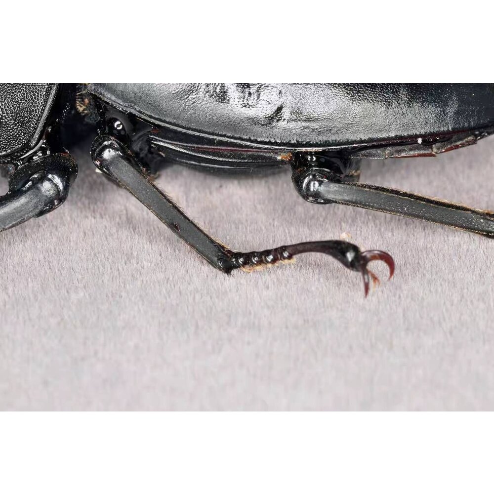 🔥現貨🔥巴拉望巨扁鍬形蟲模型 涅槃工作室 甲蟲 昆蟲 鍬形蟲 擬真模型 擺飾 磁鐵 涅盤-圖片-6