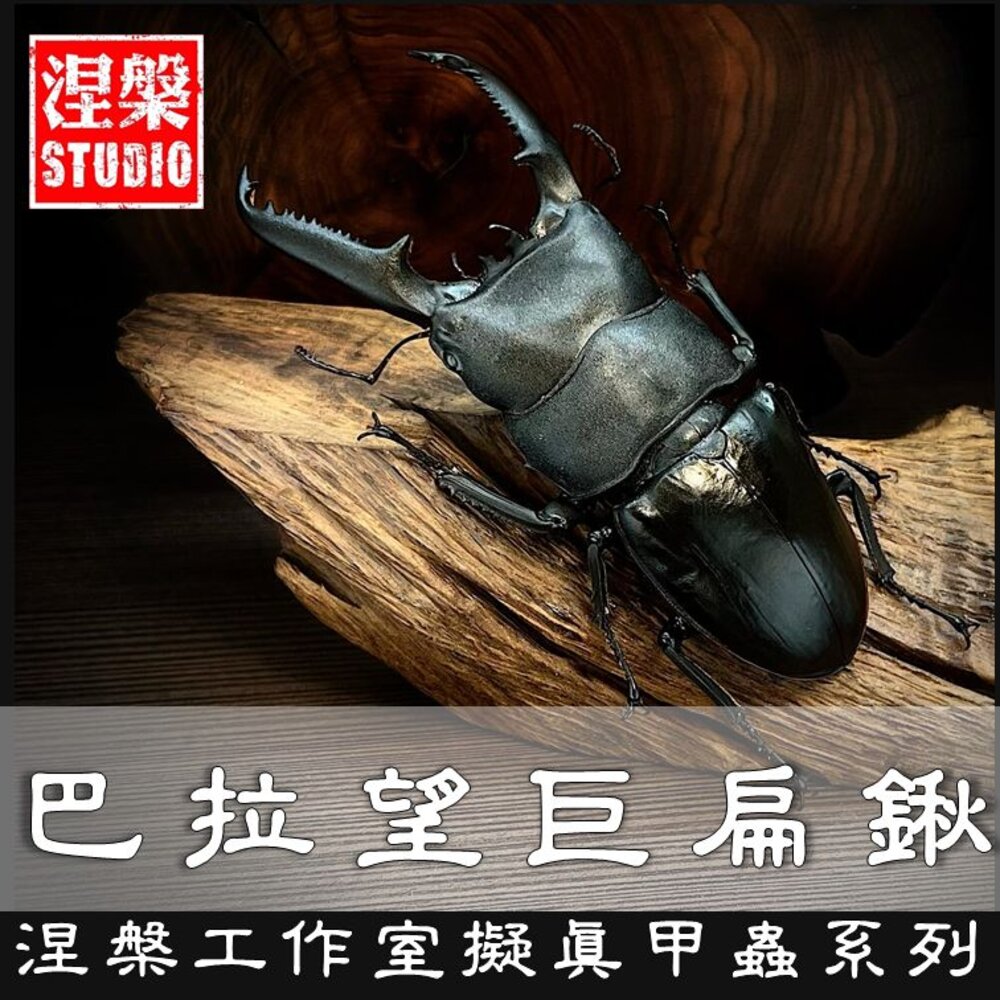 240605121051-🔥現貨🔥巴拉望巨扁鍬形蟲模型 涅槃工作室 甲蟲 昆蟲 鍬形蟲 擬真模型 擺飾 磁鐵 涅盤