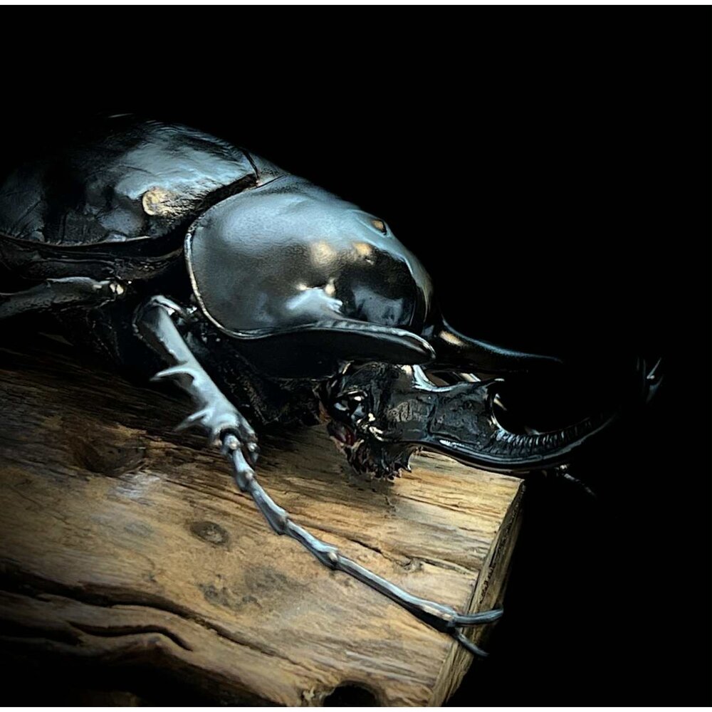 🔥現貨🔥亞克提恩大兜蟲 涅槃工作室 甲蟲 昆蟲 擬真模型 擺飾 磁鐵 涅盤-圖片-1