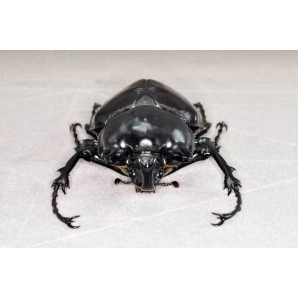 🔥現貨🔥亞克提恩大兜蟲 涅槃工作室 甲蟲 昆蟲 擬真模型 擺飾 磁鐵 涅盤-圖片-5