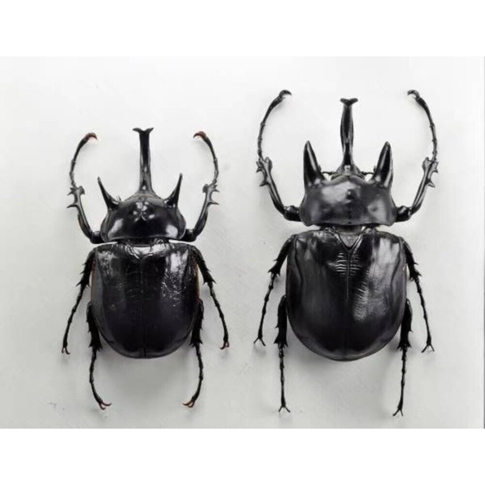 🔥現貨🔥亞克提恩大兜蟲 涅槃工作室 甲蟲 昆蟲 擬真模型 擺飾 磁鐵 涅盤-圖片-7
