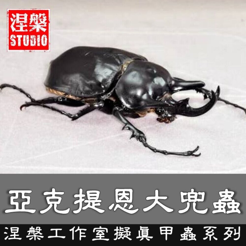 240613021903-🔥現貨🔥亞克提恩大兜蟲 涅槃工作室 甲蟲 昆蟲 擬真模型 擺飾 磁鐵 涅盤