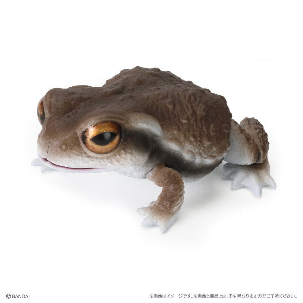 🔥現貨🔥 生物大圖鑑 日本蟾蜍與樹蛙 萬代 扭蛋 轉蛋 青蛙 雨蛙-圖片-4