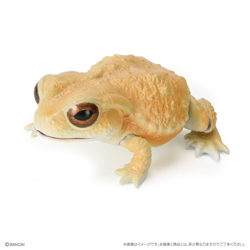 🔥現貨🔥 生物大圖鑑 日本蟾蜍與樹蛙 萬代 扭蛋 轉蛋 青蛙 雨蛙-圖片-5