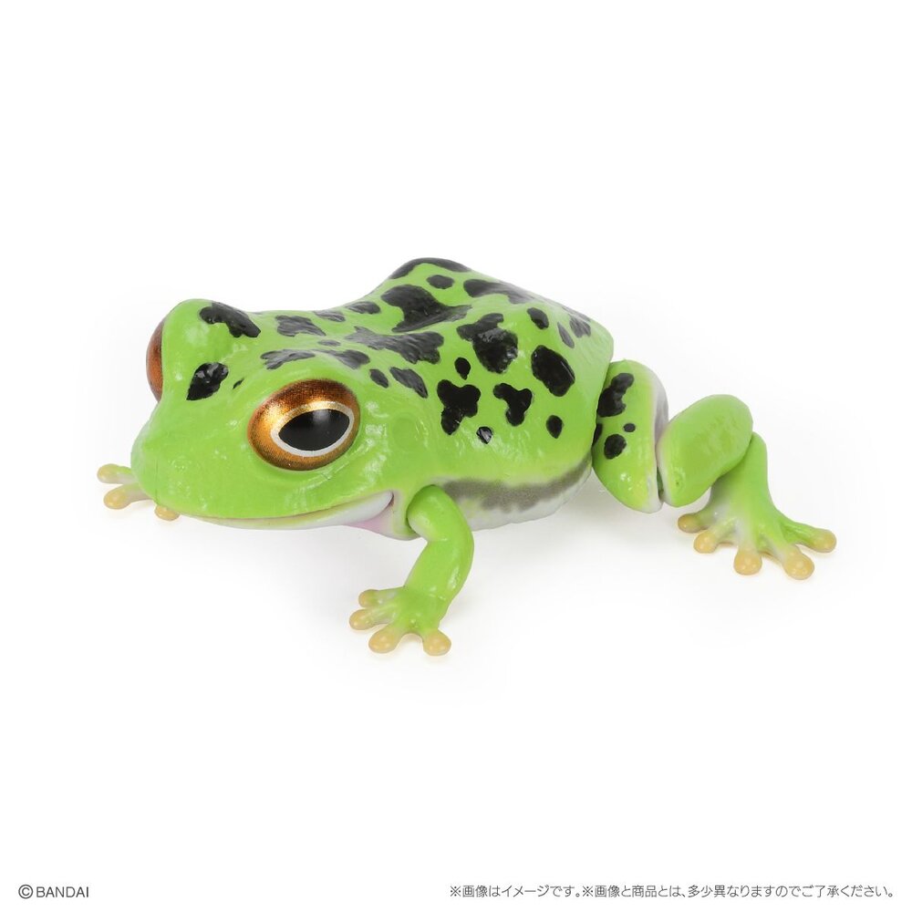 🔥現貨🔥 生物大圖鑑 日本蟾蜍與樹蛙 萬代 扭蛋 轉蛋 青蛙 雨蛙-圖片-6