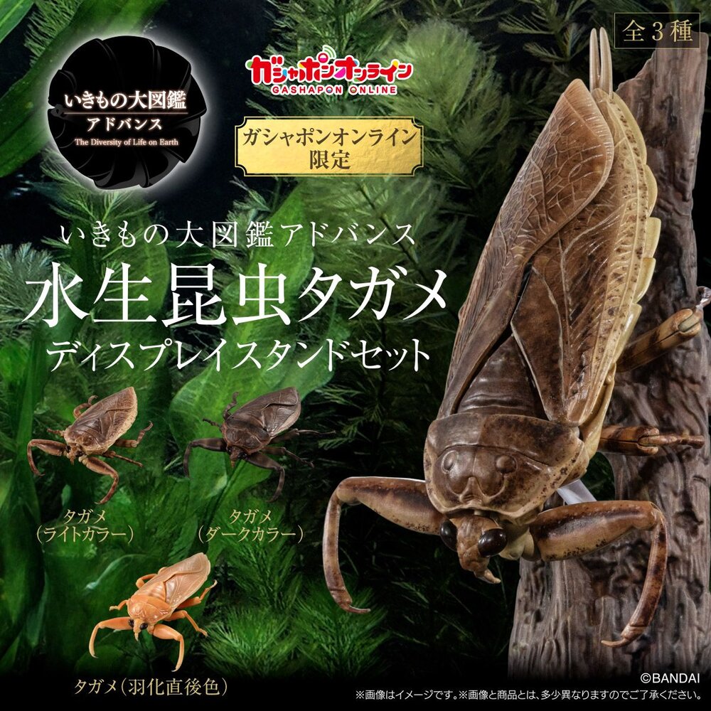 240702160855-🔥現貨🔥生物大圖鑑 進擊 水生昆蟲田鱉 萬代 扭蛋 轉蛋 ADVANCE 桂花負蝽 狄氏大田鱉 日本大田鱉 田鱉 桂花蟬
